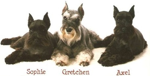 Evans schnauzers best sale