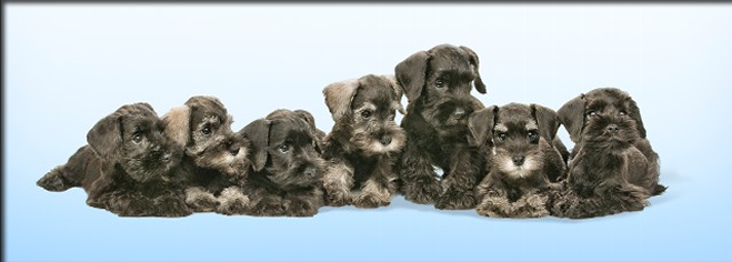 Miniature Schnauzer  Riverstone Veterinary Group