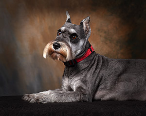 evans-schnauzers-meet-our-schnauzers-boo