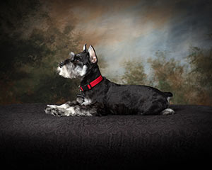 evans-schnauzers-meet-our-schnauzers-camellia