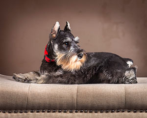 evans-schnauzers-meet-our-schnauzers-irma