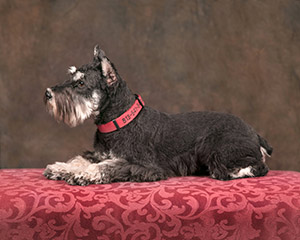 evans-schnauzers-meet-our-schnauzers-quinn