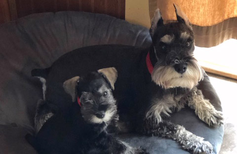 evans-schnauzers-puppy-pics-2