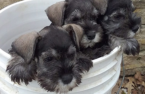 evans-schnauzers-puppy-pics-3