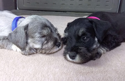 evans-schnauzers-puppy-pics-5