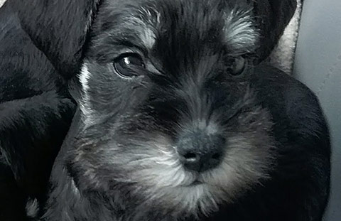 evans-schnauzers-puppy-pics-6