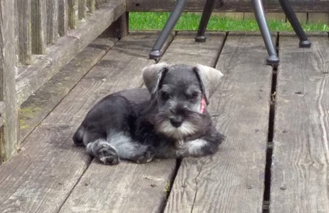 evans-schnauzers-puppy-pics-7