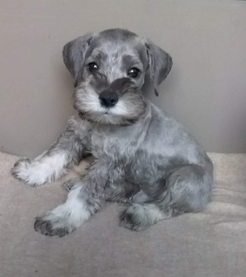 evans-select-schnauzer-puppy-love