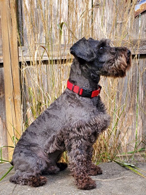 evans-select-schnauzers-meet-our-schnauzers-baze