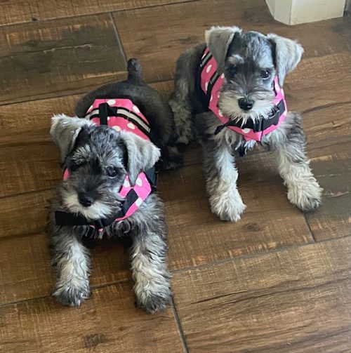 Gracie-and-Harper-Swimming_Evans-Select-Schnauzers