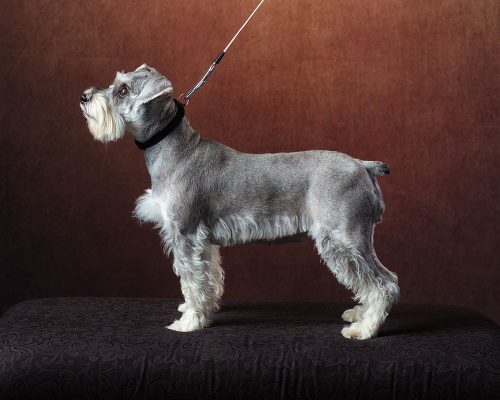 Unrivaled-Development_Evans-Select-Schnauzers